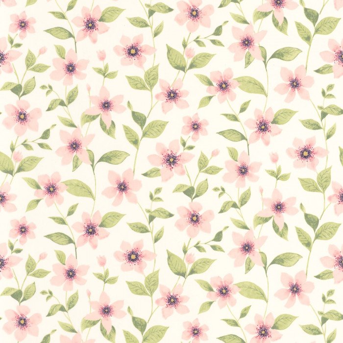 Clematites Rose anglais